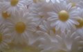 Decoratie-Bloemen-Margriet