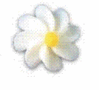 Witte-suiker-bloemen-margriet